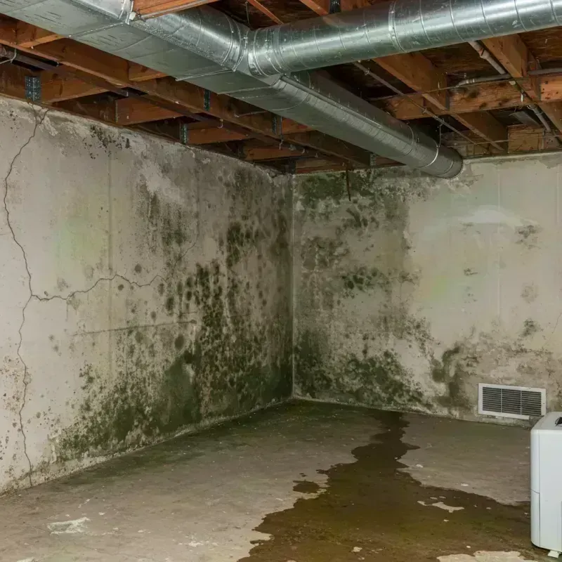 Professional Mold Removal in Little Rock, MN